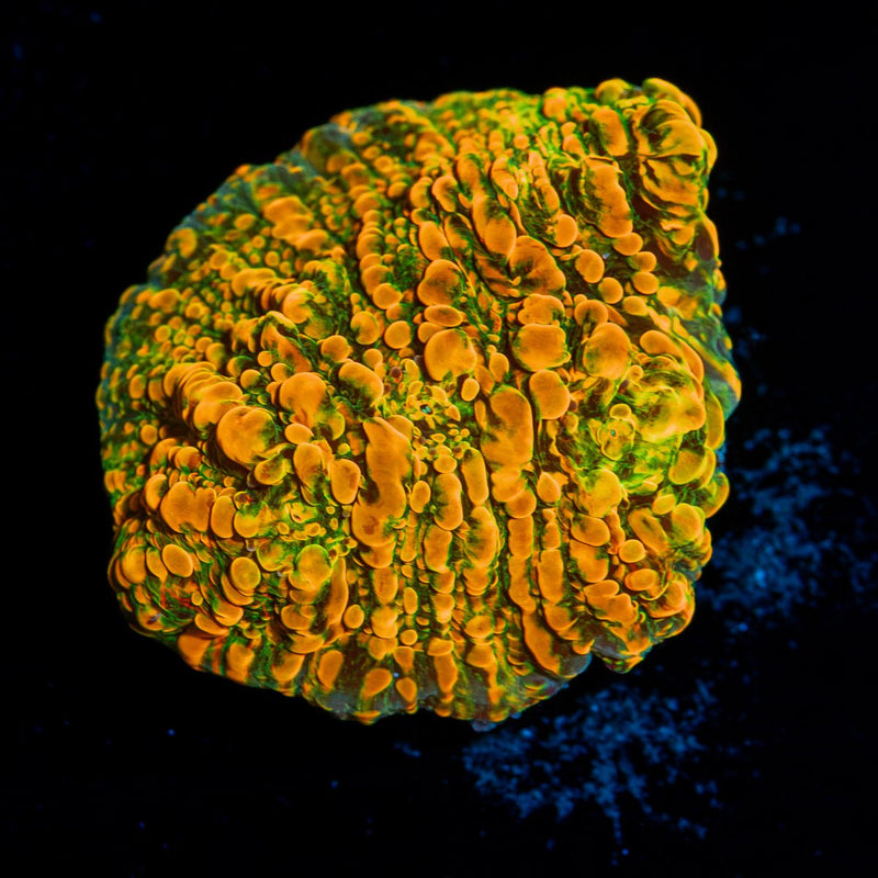 Cloudberry Chalice Coral with encrusting growth in reef aquarium