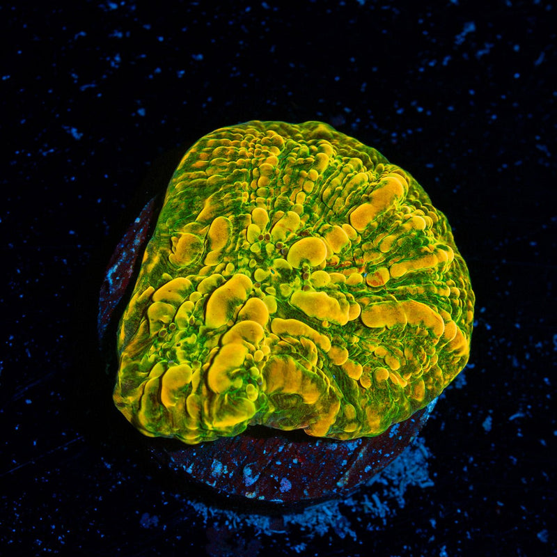 Cloudberry Chalice Coral with encrusting growth in reef aquarium