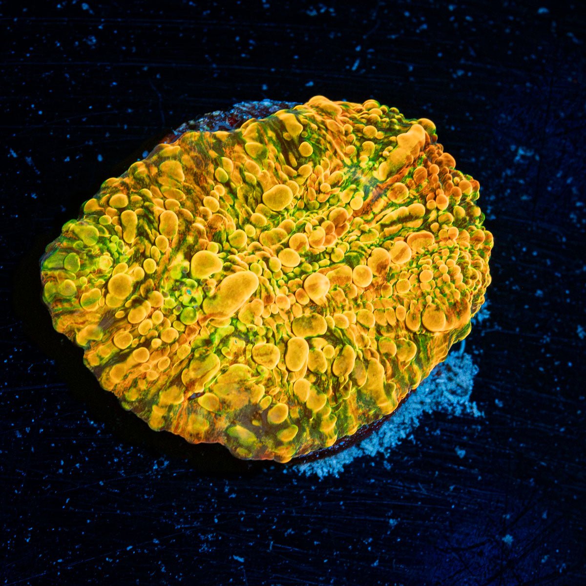 Cloudberry Chalice Coral with encrusting growth in reef aquarium