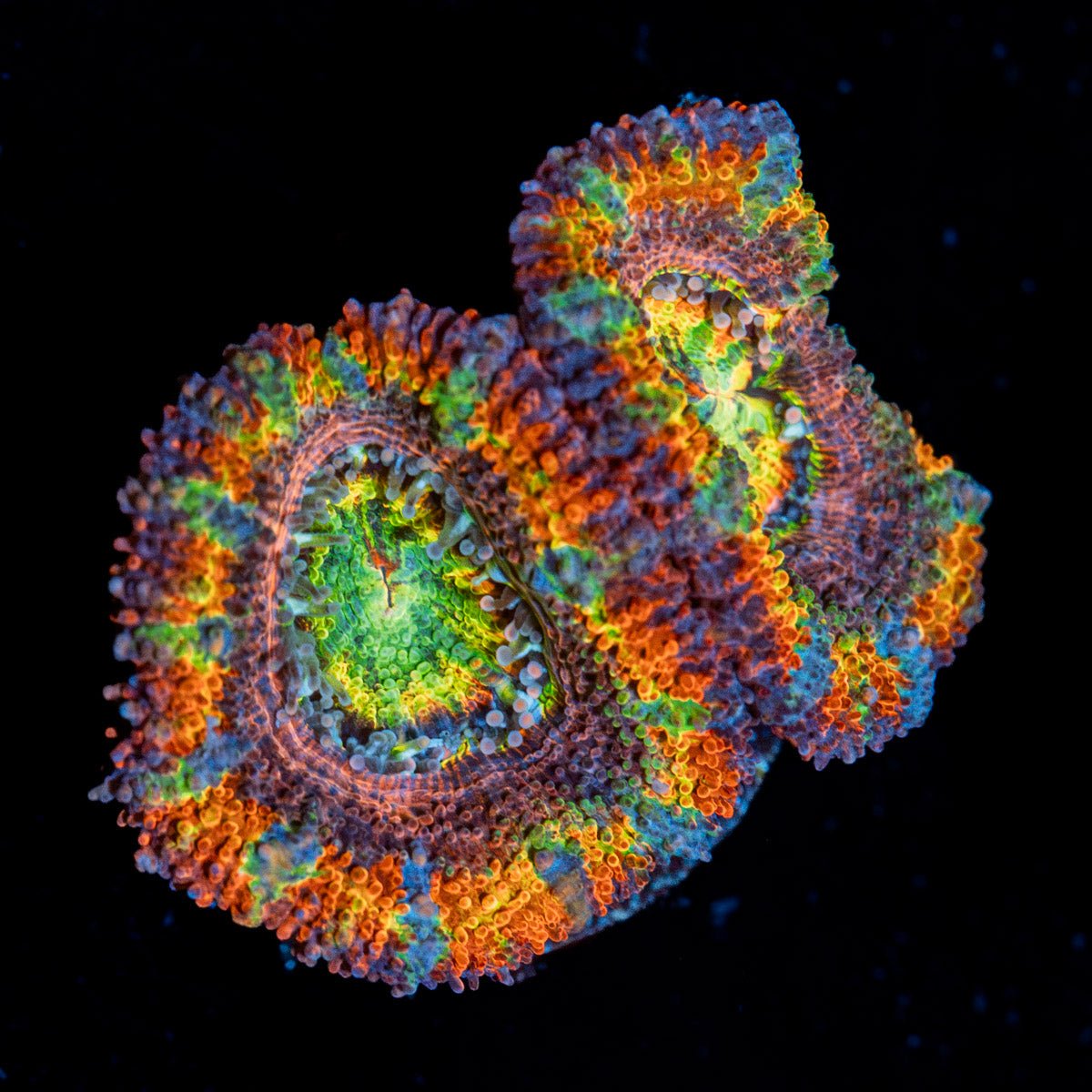 Clown Shoes Rainbow Acan Coral with fleshy polyps in reef aquarium