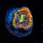 Clown Shoes Rainbow Acan Coral with fleshy polyps in reef aquarium