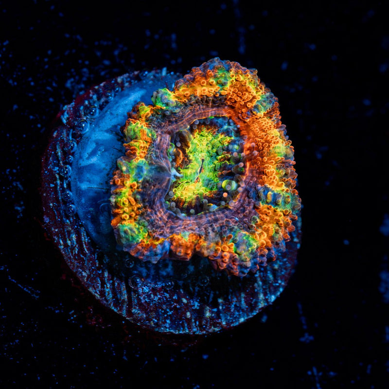 Clown Shoes Rainbow Acan Coral with fleshy polyps in reef aquarium