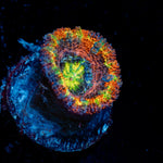 Clown Shoes Rainbow Acan Coral with fleshy polyps in reef aquarium