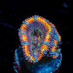 Clown Shoes Rainbow Acan Coral with fleshy polyps in reef aquarium