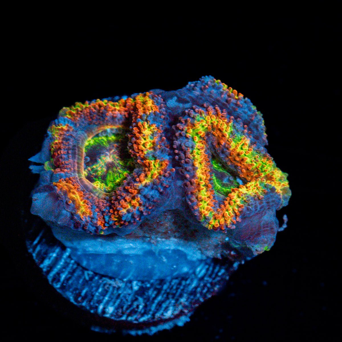 Clown Shoes Rainbow Acan Coral with fleshy polyps in reef aquarium