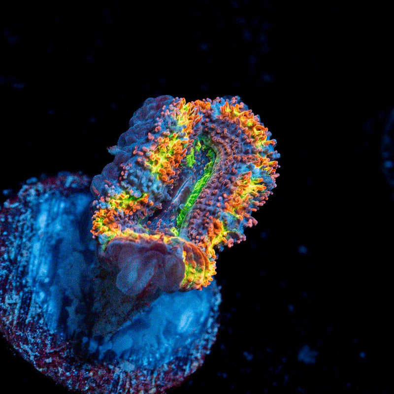Clown Shoes Rainbow Acan Coral with fleshy polyps in reef aquarium