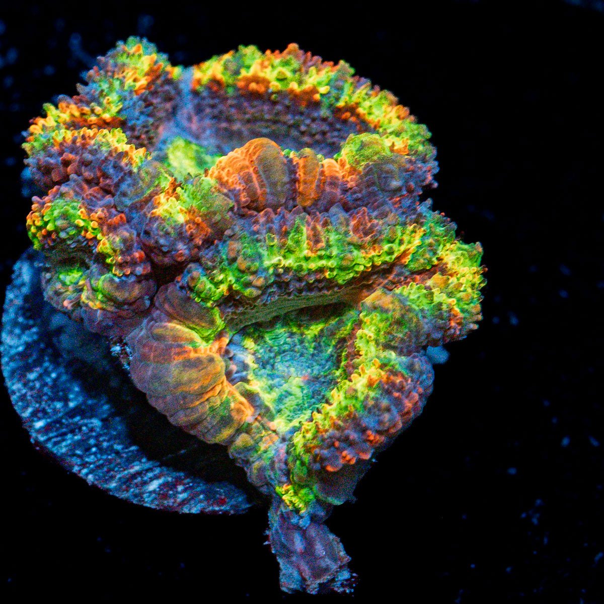 Clown Shoes Rainbow Acan Coral with fleshy polyps in reef aquarium