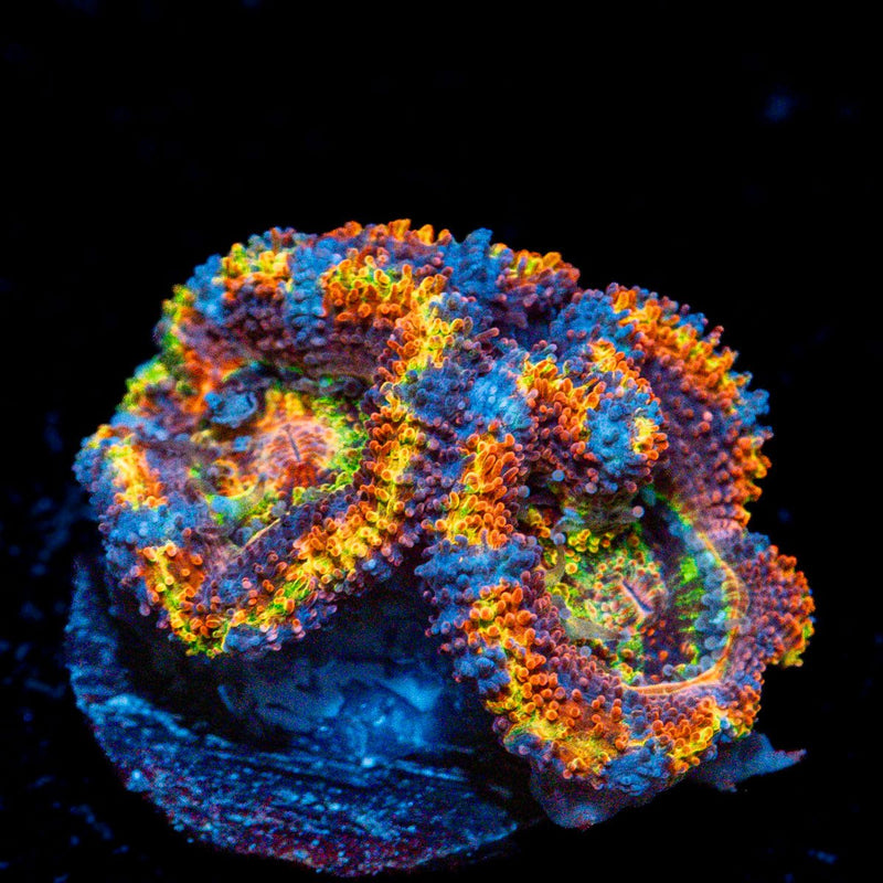 Clown Shoes Rainbow Acan Coral with fleshy polyps in reef aquarium
