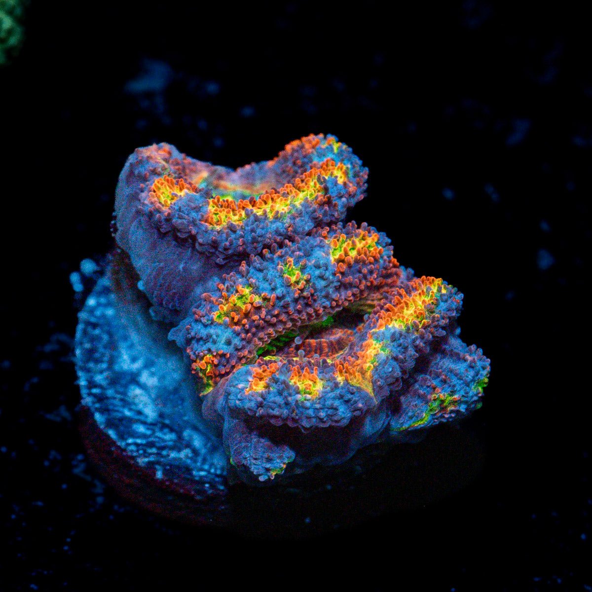 Clown Shoes Rainbow Acan Coral with fleshy polyps in reef aquarium