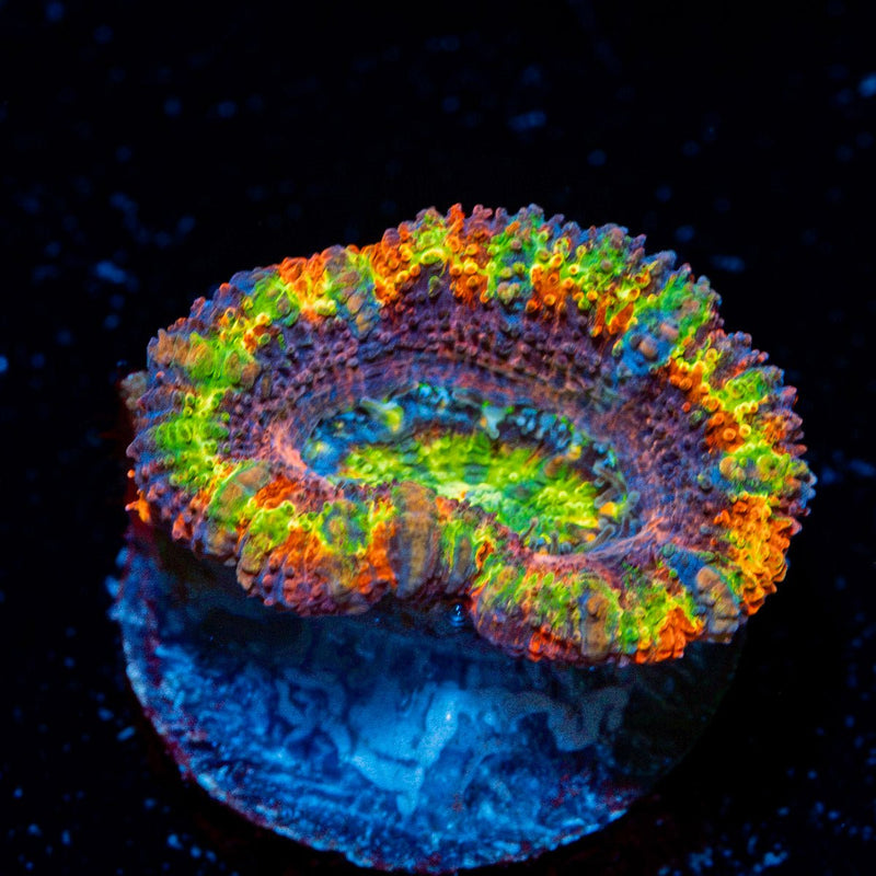 Clown Shoes Rainbow Acan Coral with fleshy polyps in reef aquarium