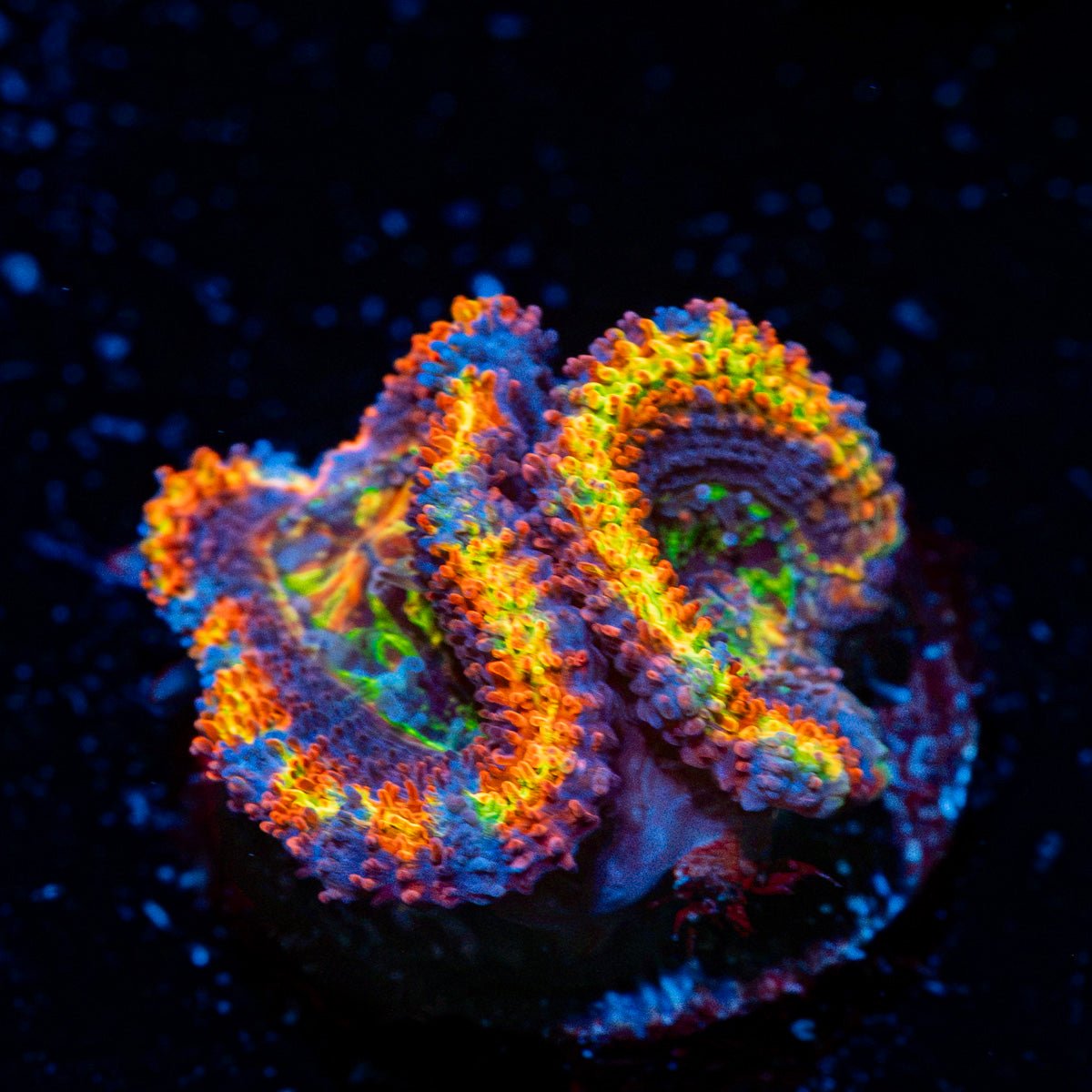 Clown Shoes Rainbow Acan Coral with fleshy polyps in reef aquarium