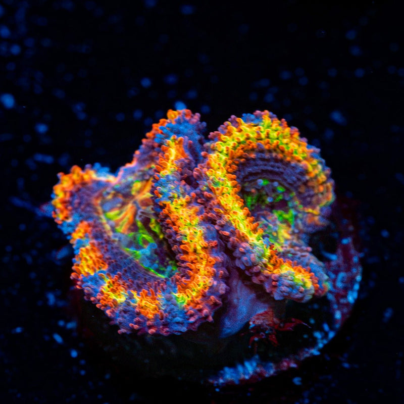 Clown Shoes Rainbow Acan Coral with fleshy polyps in reef aquarium