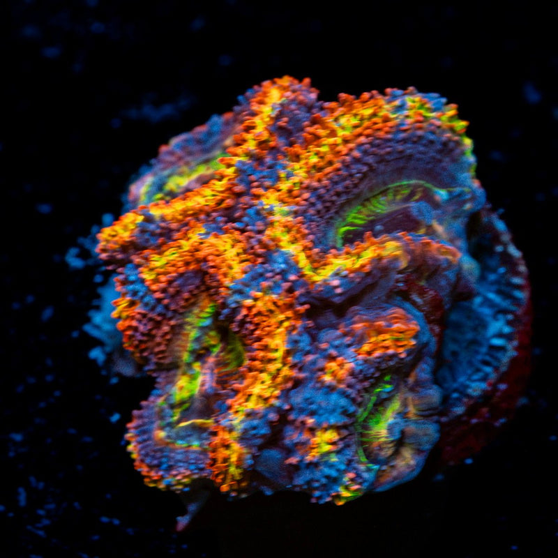 Clown Shoes Rainbow Acan Coral with fleshy polyps in reef aquarium