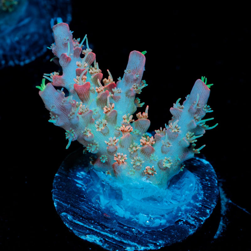 Confetti Acropora Coral with branching growth in reef aquarium