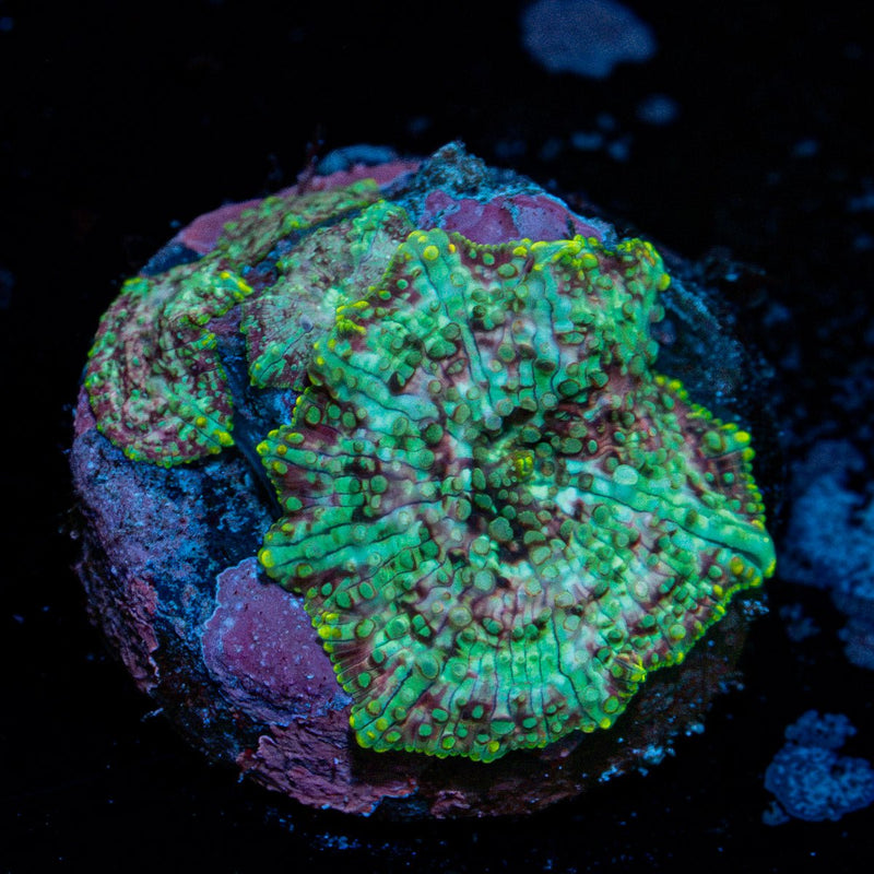 Confetti Mushroom Coral with colorful mushroom disc in reef aquarium