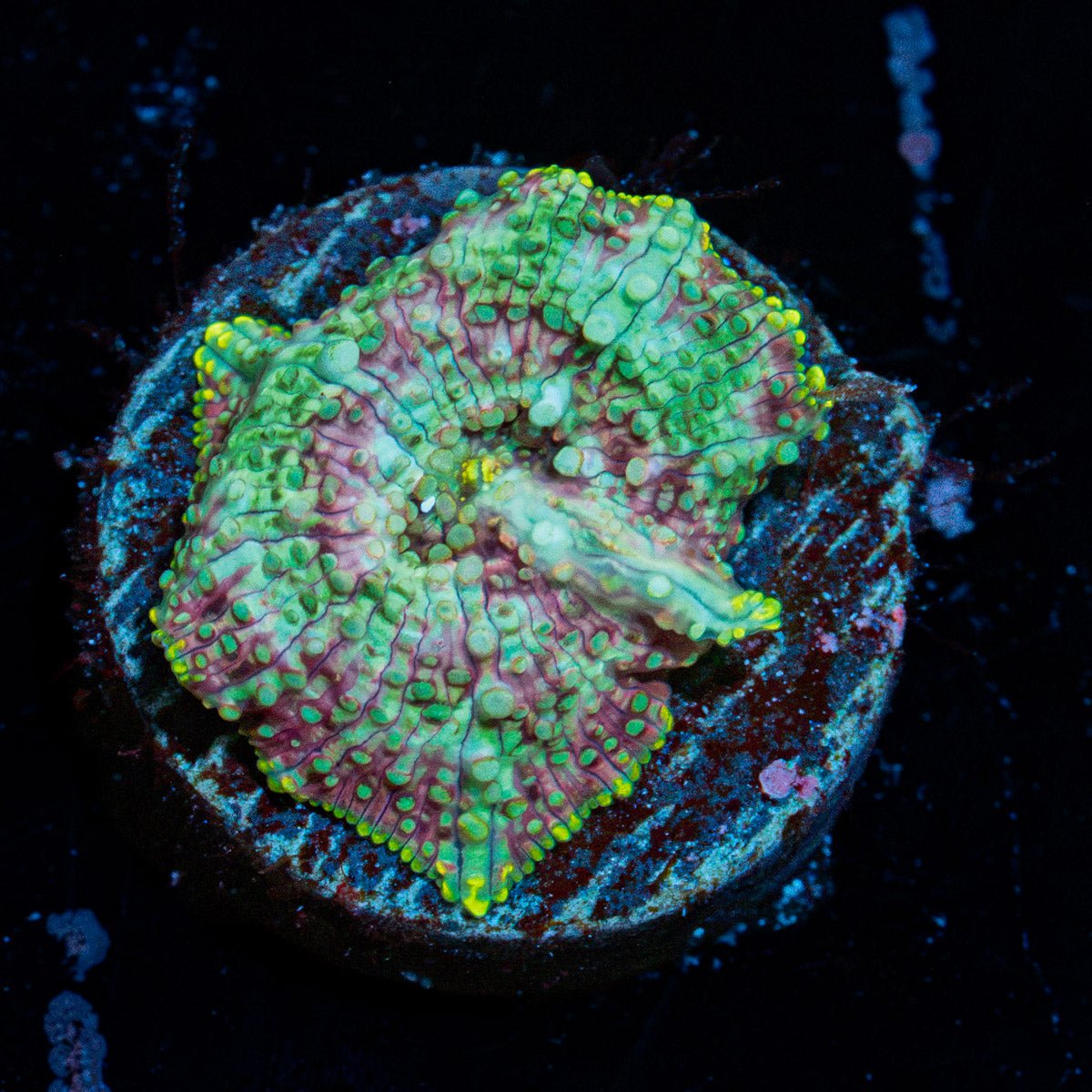 Charmander Rhodactis Mushroom Coral with textured mushroom disc in reef aquarium