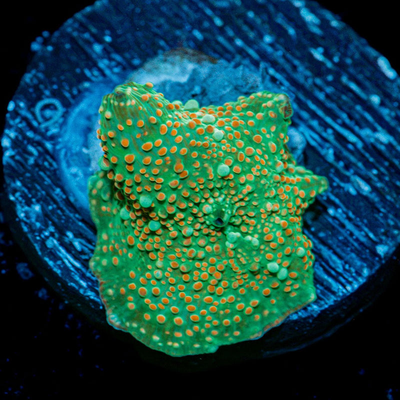 Confittie Mushroom Coral with colorful mushroom disc in reef aquarium