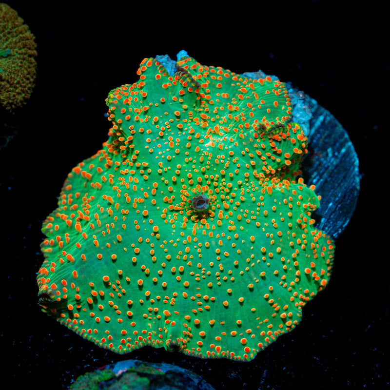 Confittie Mushroom Coral with mushroom disc in reef aquarium