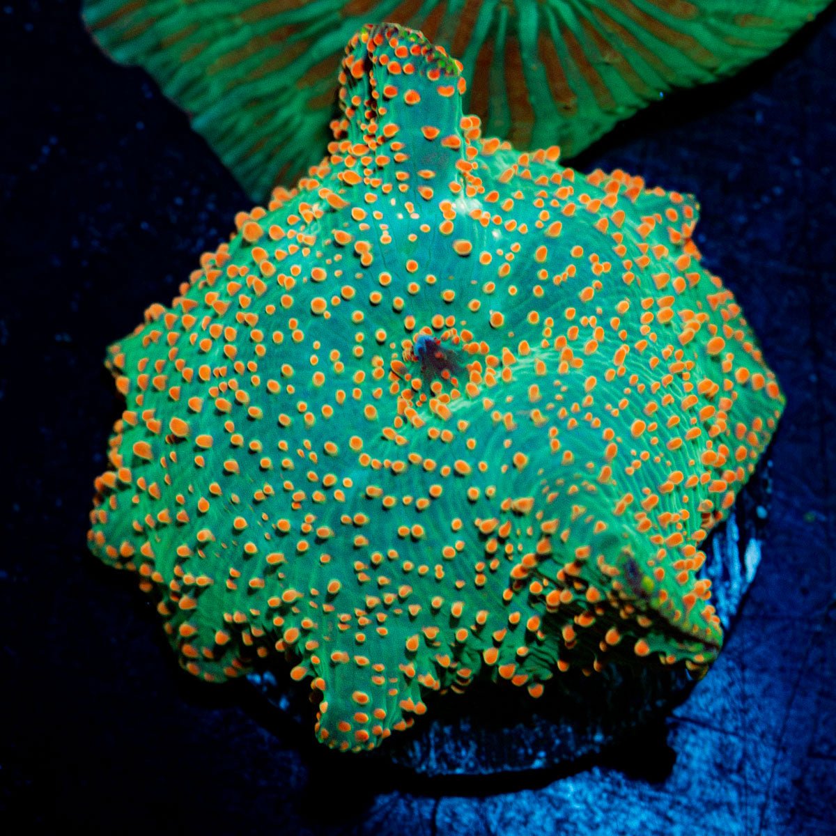 Confittie Mushroom Coral with colorful mushroom disc in reef aquarium