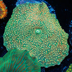 Confittie Mushroom Coral with mushroom disc in reef aquarium
