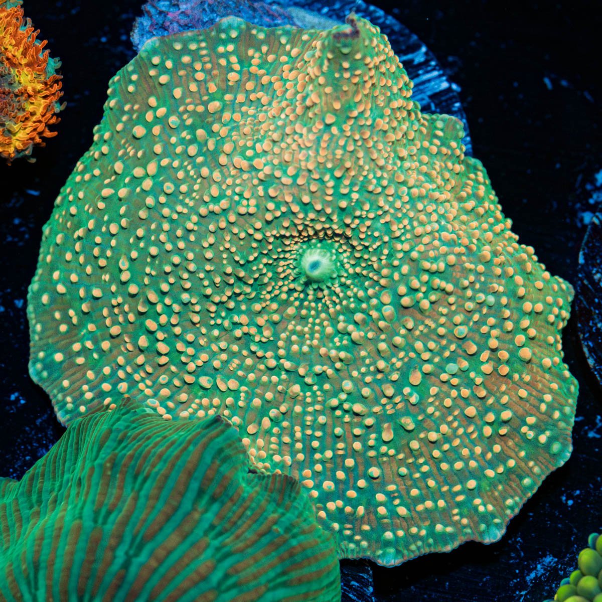 Confittie Mushroom Coral with mushroom disc in reef aquarium