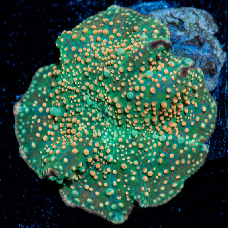 Confittie Mushroom Coral with mushroom disc in reef aquarium