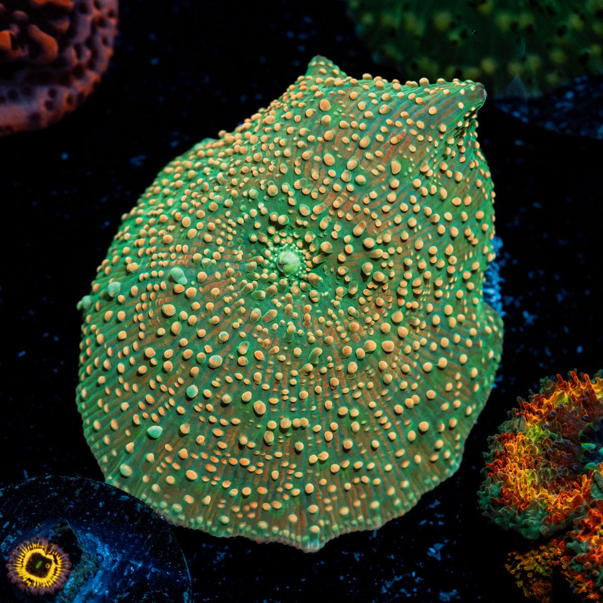 Confittie Mushroom coral with colorful mushroom disc in reef aquarium