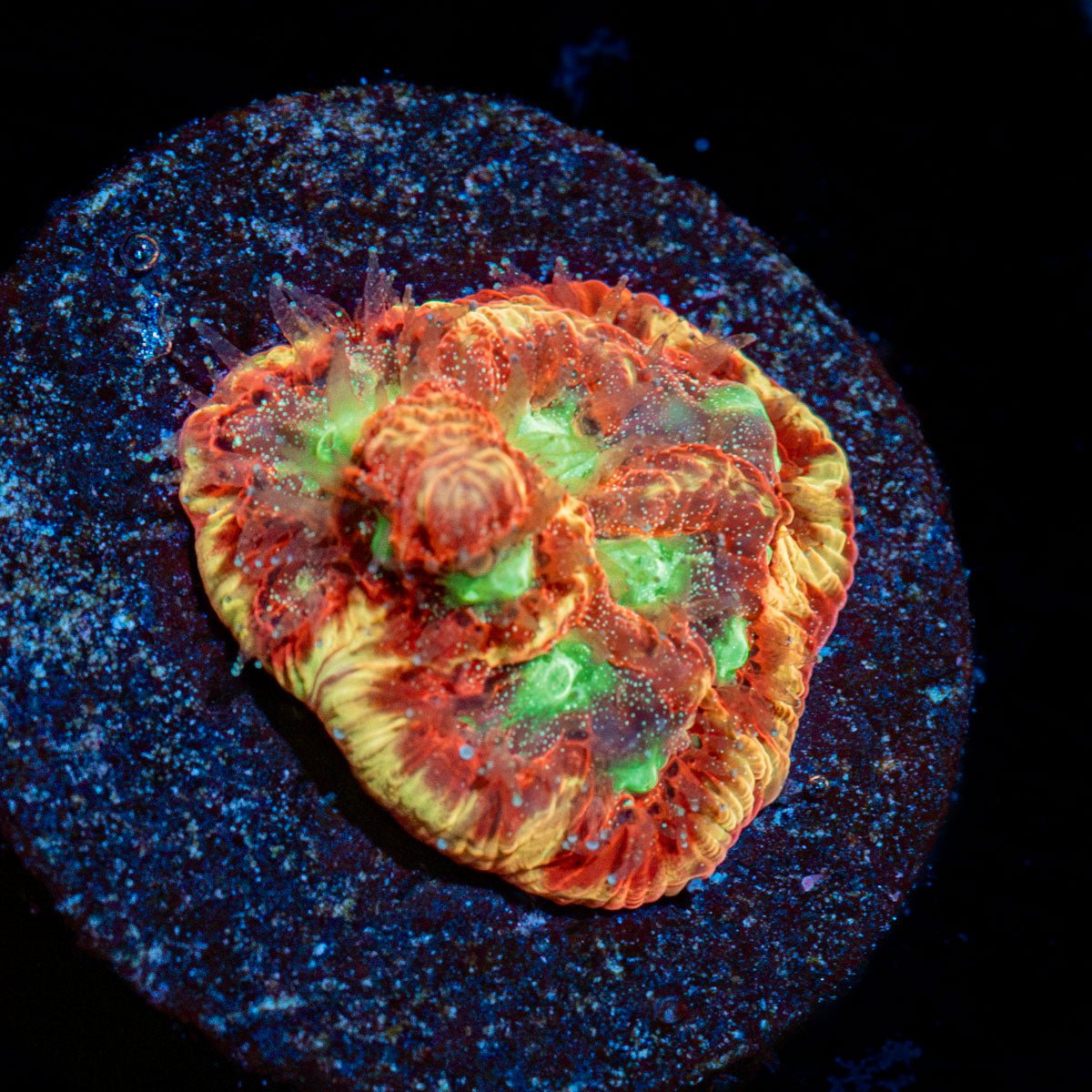Conflict Diamond Favia Coral with encrusting growth in reef aquarium