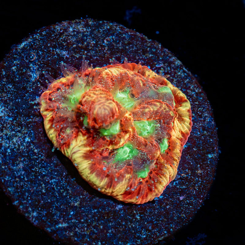 Conflict Diamond Favia Coral with encrusting growth in reef aquarium