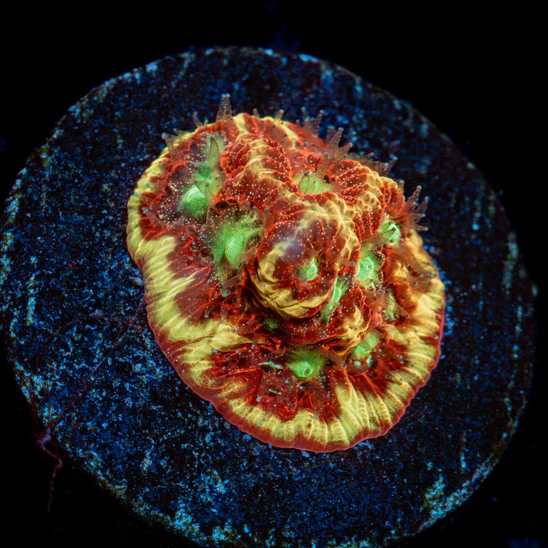 Conflict Diamond Favia Coral with encrusting growth in reef aquarium