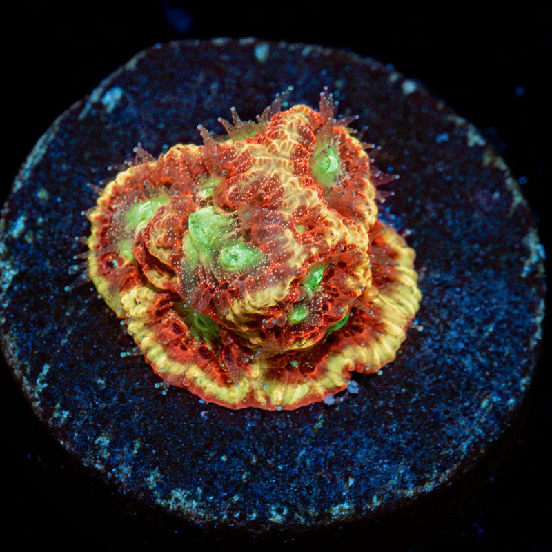Conflict Diamond Favia Coral with encrusting growth in reef aquarium