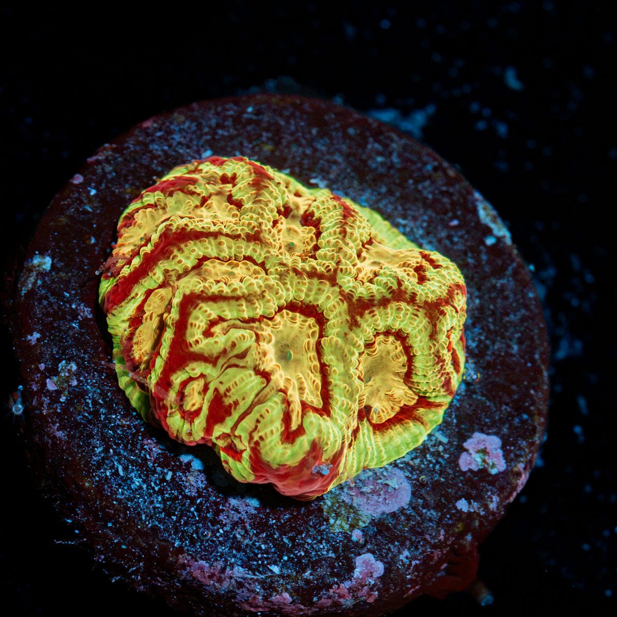 Convlice Dimonds Favia Coral with encrusting growth in reef aquarium