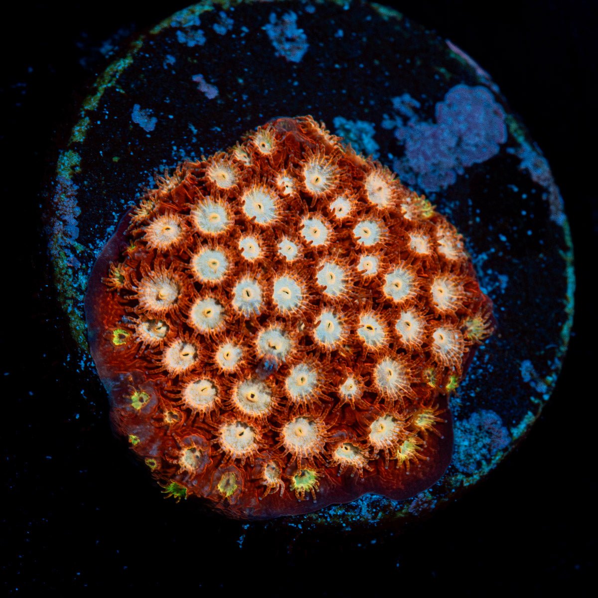 Coppertone Cypreastrea Coral