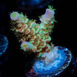 Cotton Candy Tenuis Acropora Coral with branching growth in reef aquarium