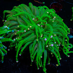 Cotton Candy Torch Euphyllia with flowing tentacles in a saltwater aquarium