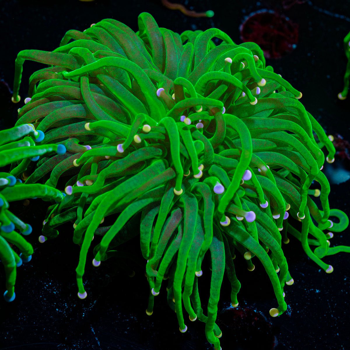Cotton Candy Torch Euphyllia with flowing tentacles in a saltwater aquarium