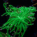 Cotton Candy Torch Euphyllia with flowing tentacles in a reef aquarium