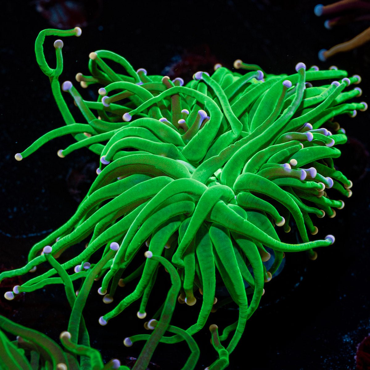 Cotton Candy Torch Euphyllia with flowing tentacles in a reef aquarium