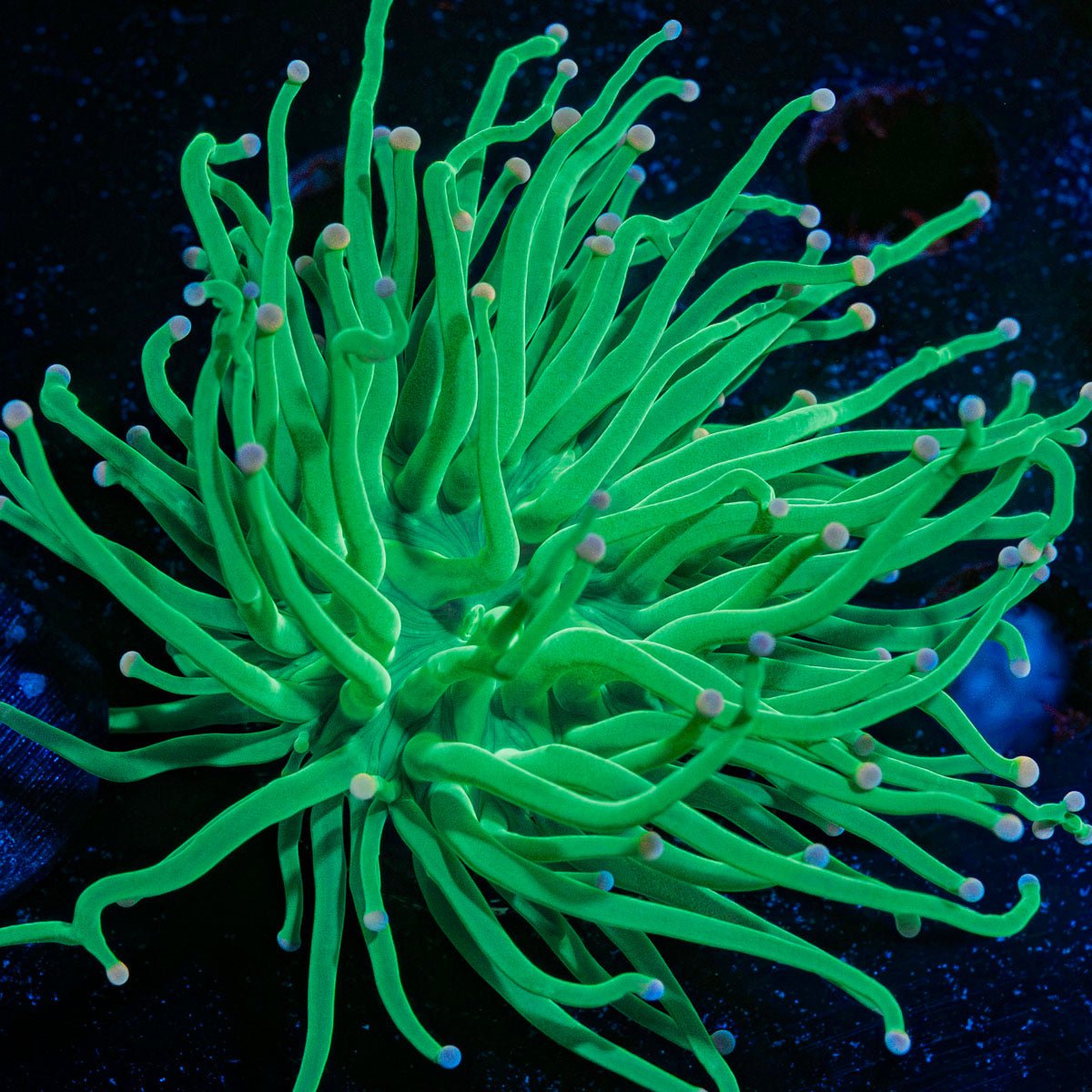 Cotton Candy Torch Euphyllia Coral with flowing tentacles in reef aquarium