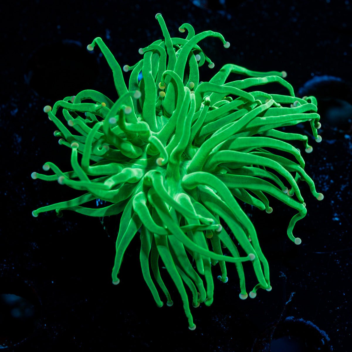 Cotton Candy Torch Euphyllia Coral with flowing tentacles in reef aquarium