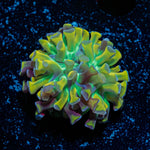 Crown Royal Hammer Euphyllia Coral with branching fleshy heads in reef aquarium