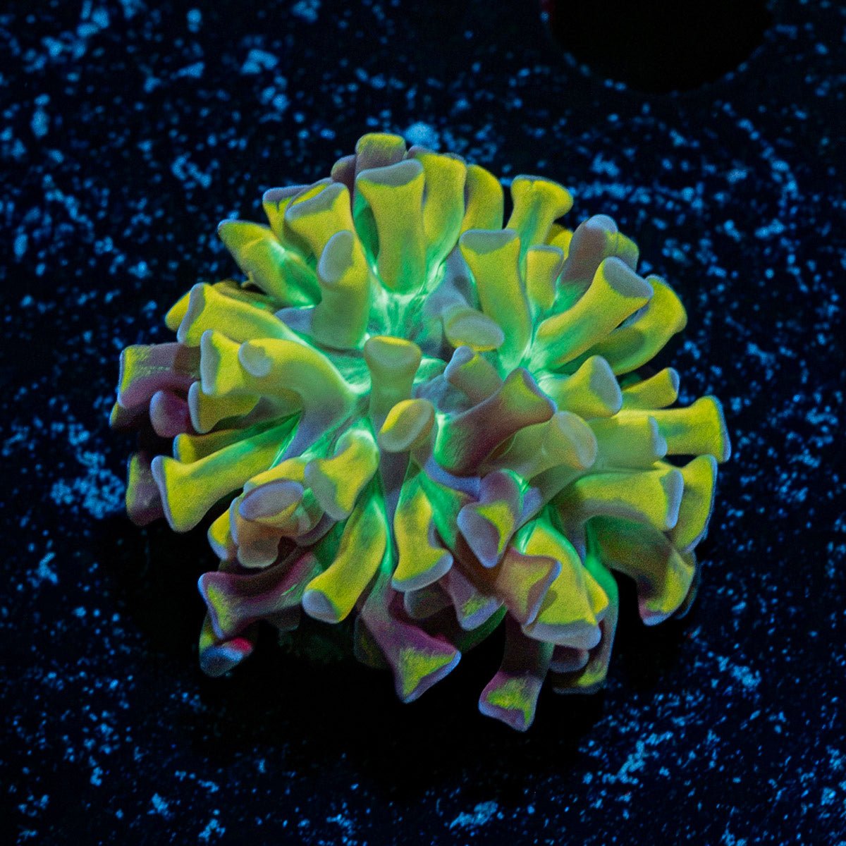 Crown Royal Hammer Euphyllia Coral with branching fleshy heads in reef aquarium