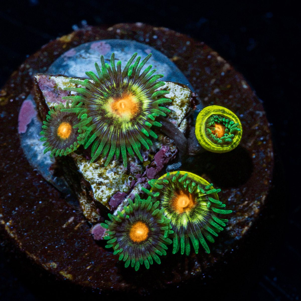 Coralꪔ̤̫ daisy-cutters-zoanthid-coral-