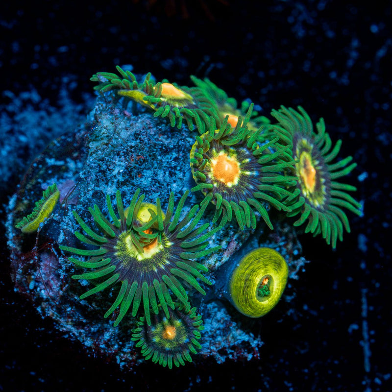 Daisy Cutters Zoanthid Coral colony growth in reef aquarium