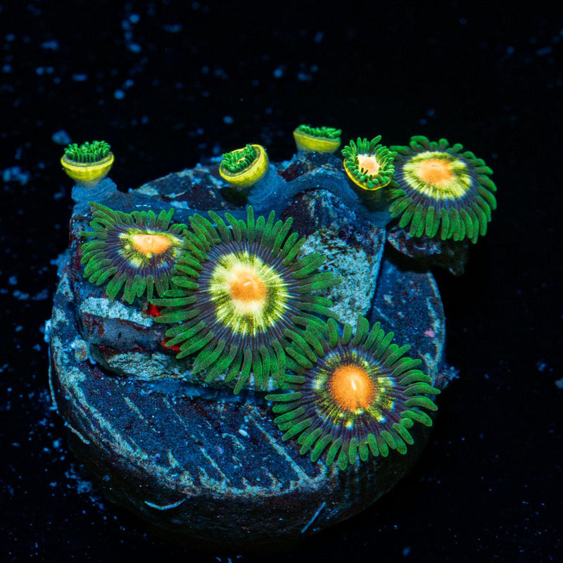 Daisy Cutters Zoanthids Coral colony growth in reef aquarium