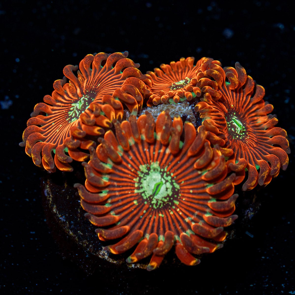 Coralꪔ̤̫ dark-magician-zoanthid-coral-