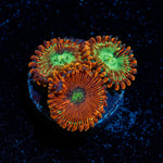 Dark Magician Zoanthid Coral colony growth in reef aquarium