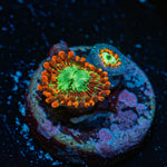 Dark Magician Zoanthid Coral