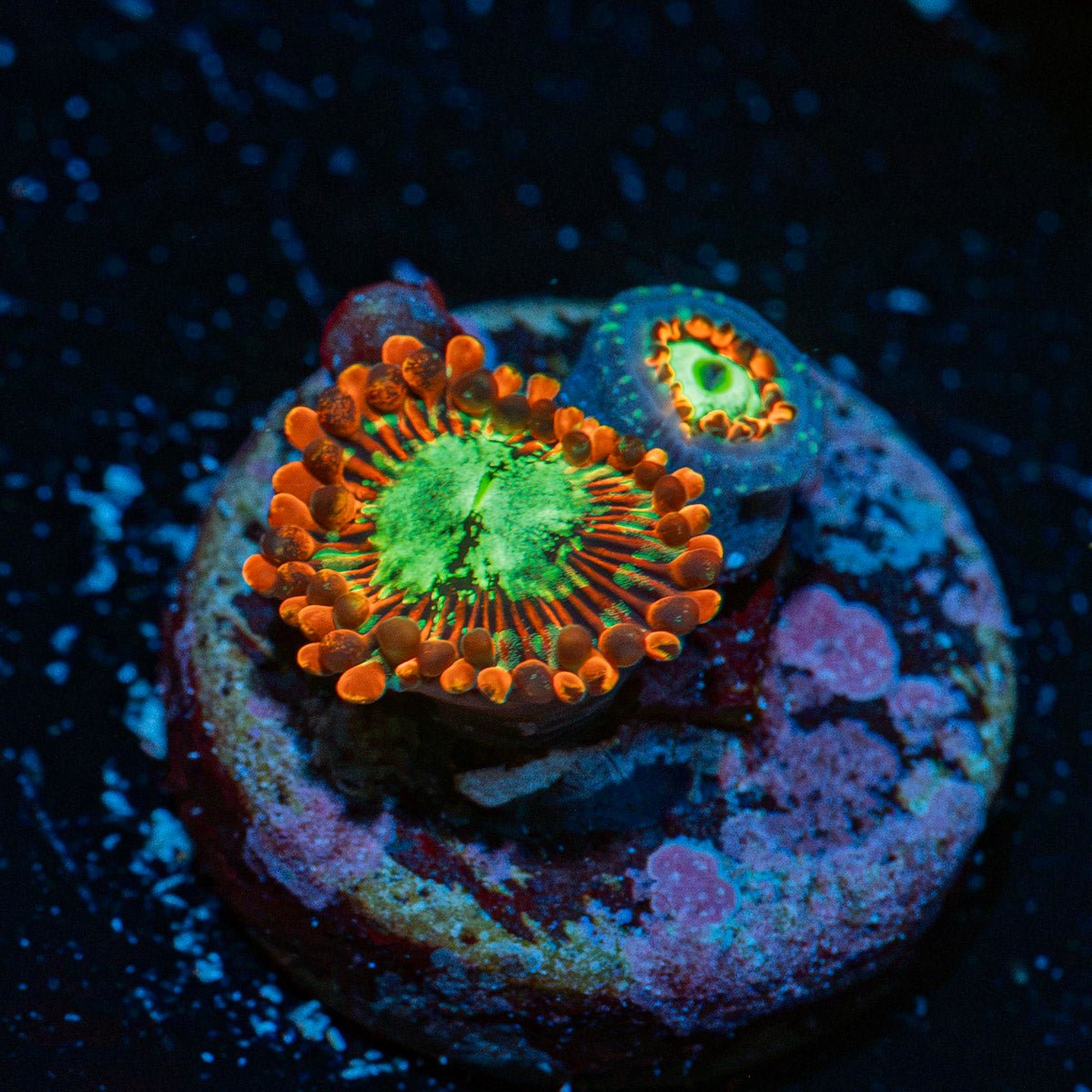 Dark Magician Zoanthid Coral