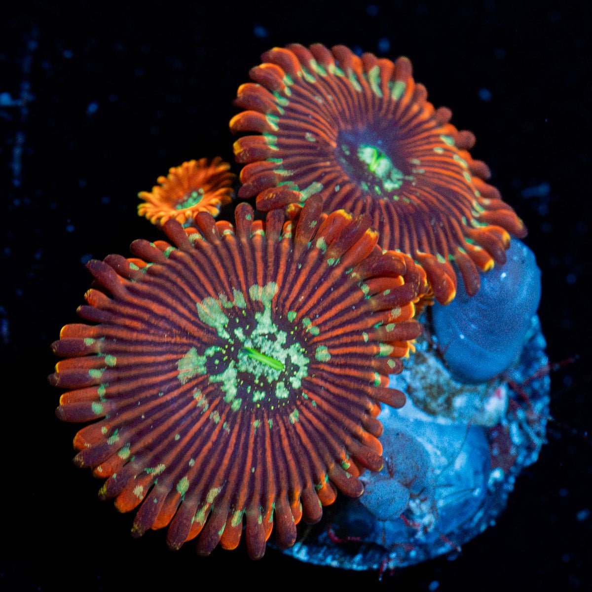 Dark Magician Zoanthid Coral